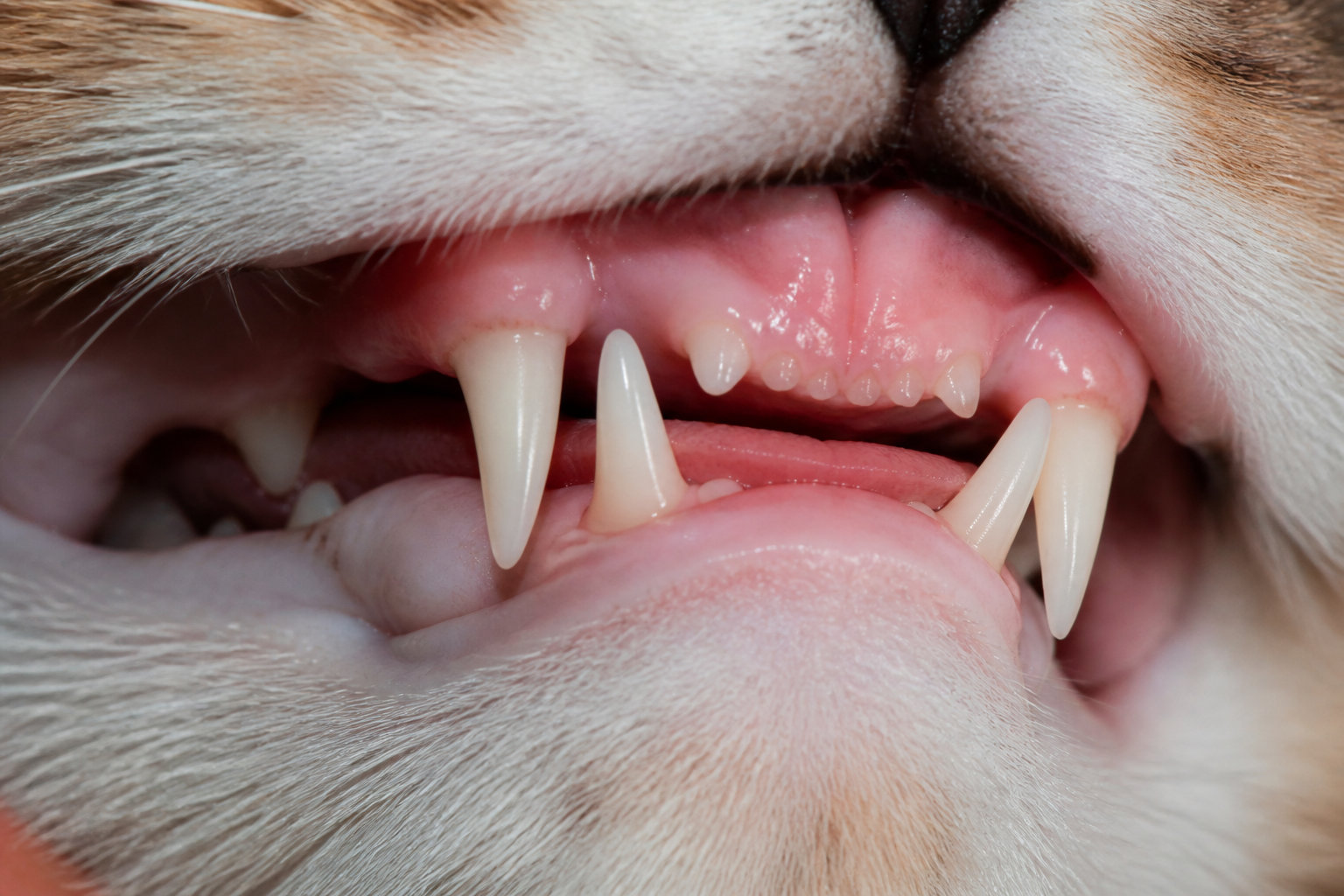 Quels maux physiques ou stress bloquent l'appétit de votre animal ?