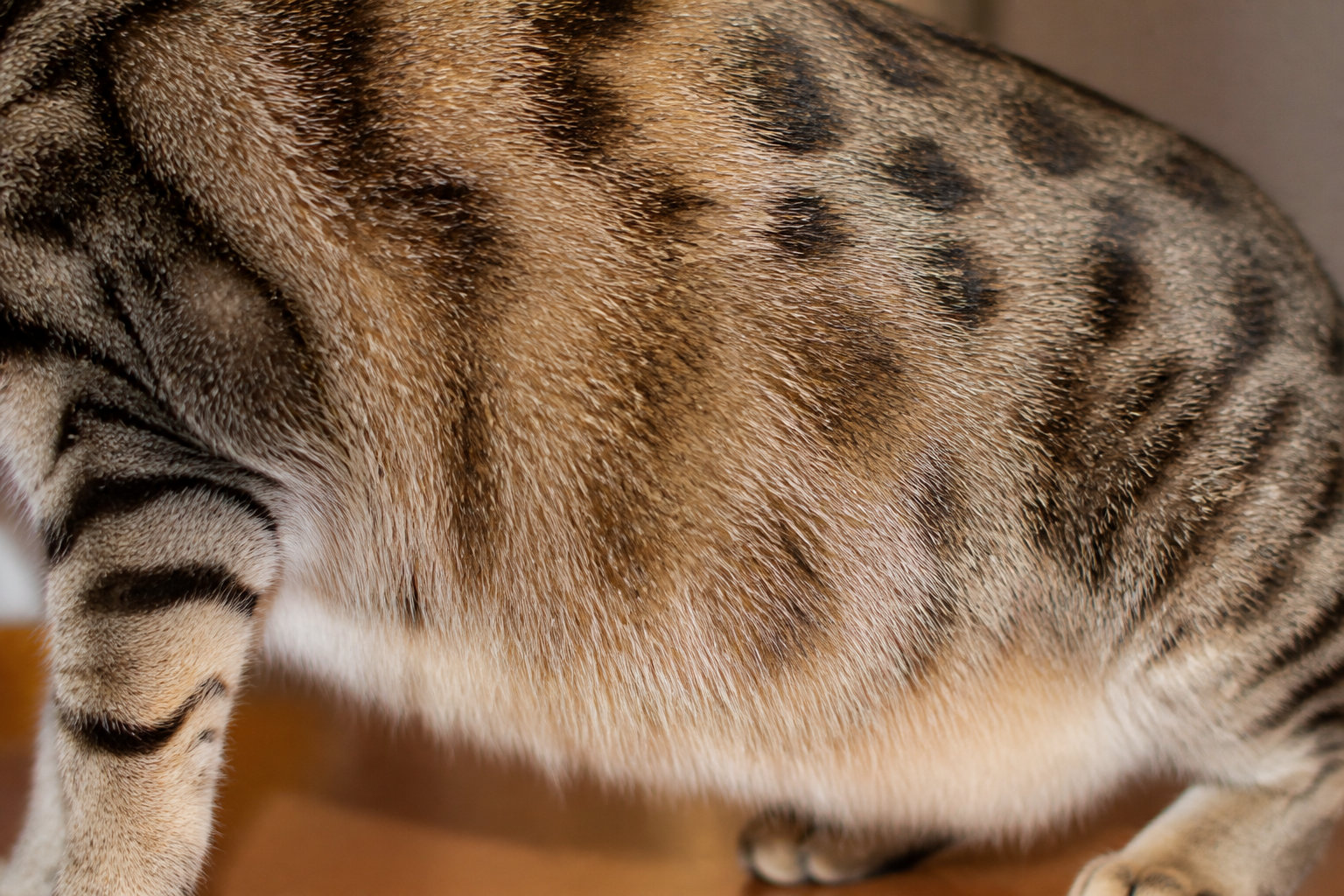 Les 3 menaces invisibles d'un jeûne prolongé chez le chat