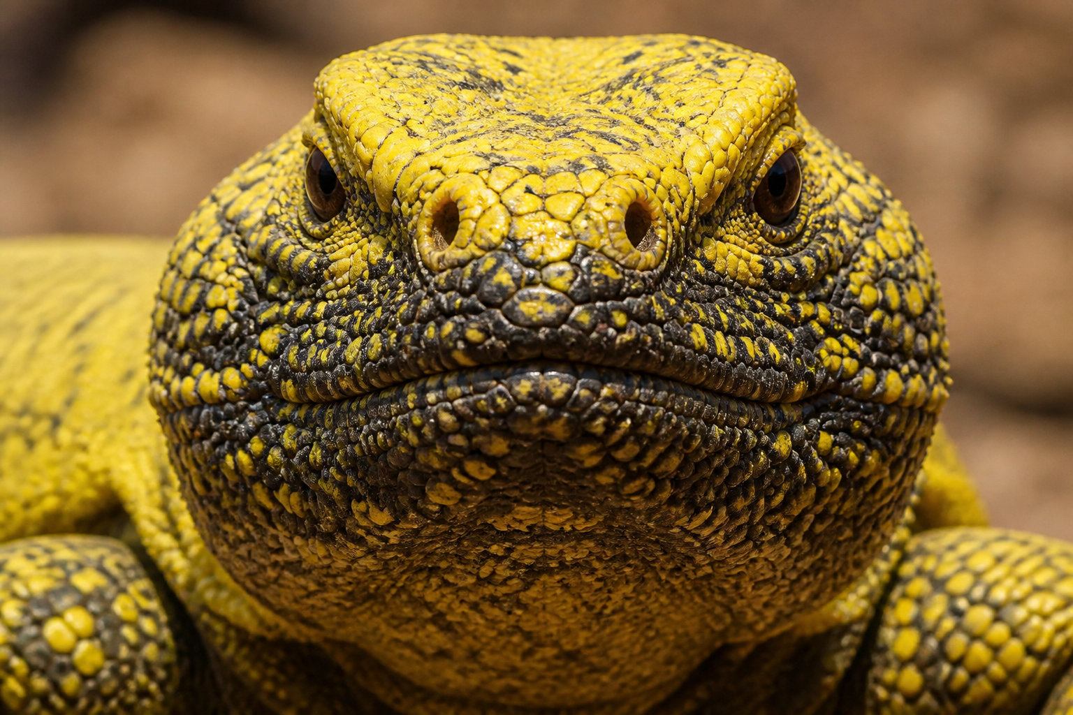 L'Uromastyx, le lézard à queue épineuse des déserts