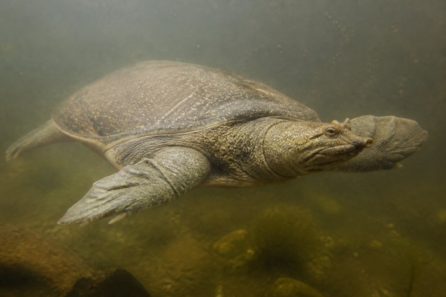 Les spécificités des tortues à carapace molle