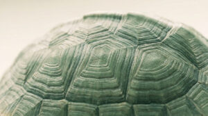 Gros plan sur les motifs géométriques et la texture écailleuse de la carapace d'une tortue sous une lumière douce.