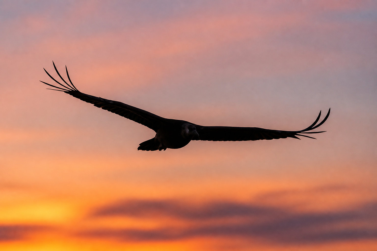 L'Urubu, le vautour charognard des écosystèmes américains
