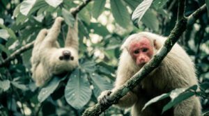 Un ouakari chauve au visage rouge regarde la caméra tandis qu'un paresseux est suspendu à une branche derrière lui.