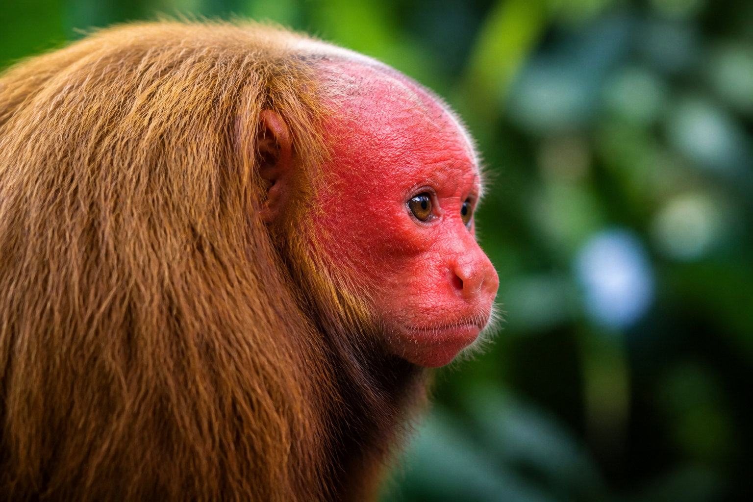 L'Uakari, ce primate au visage écarlate de l'Amazonie