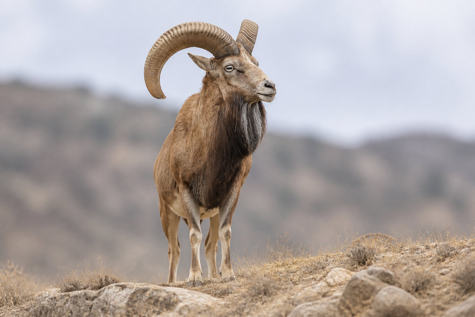 L'Urial, le mouton sauvage des steppes d'Asie centrale