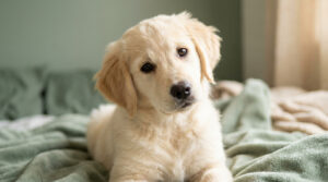 Un adorable chiot Golden Retriever au pelage crème, allongé sur une couverture verte, regardant la caméra avec curiosité.