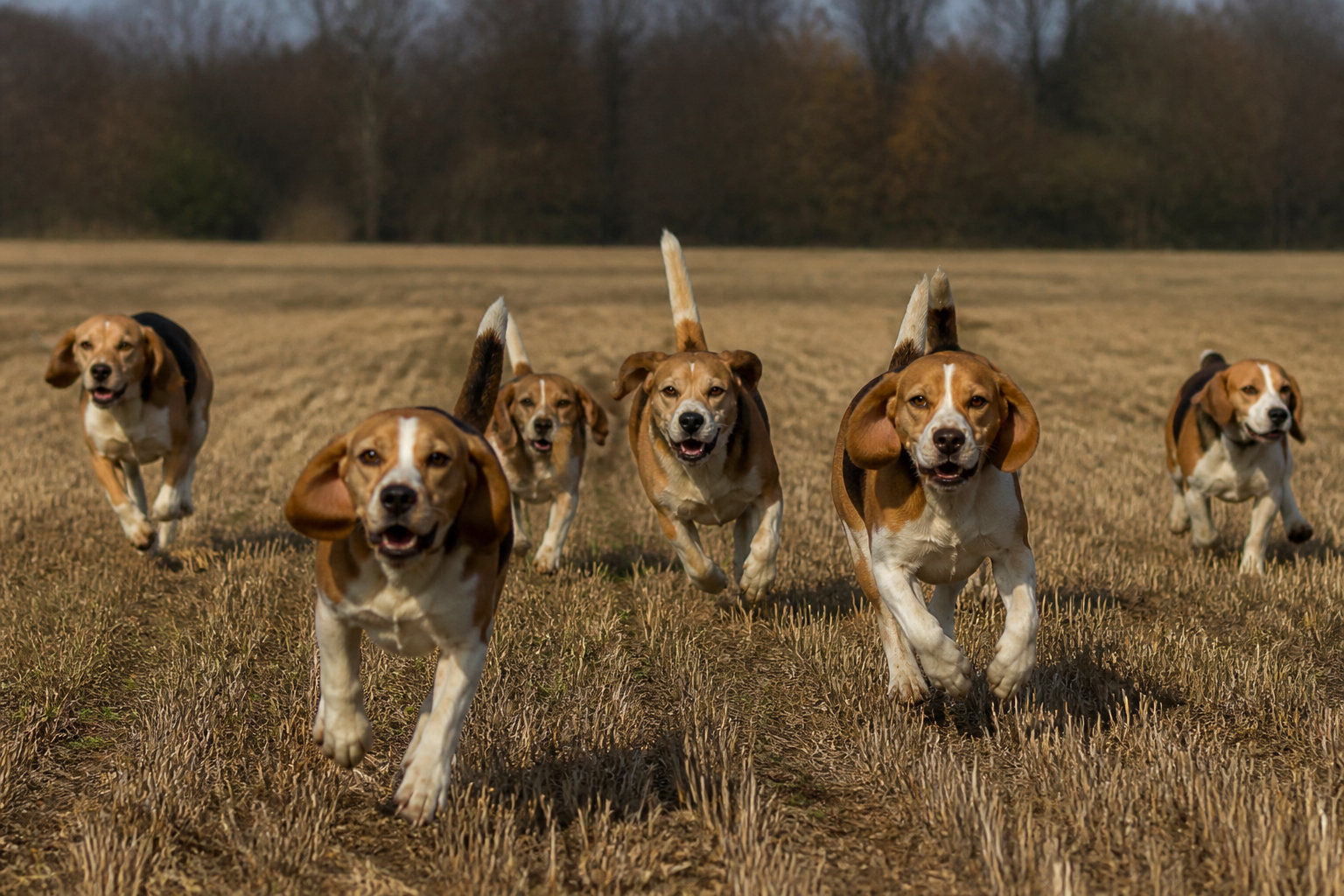 Les chiens courants et les specialistes du deterrage