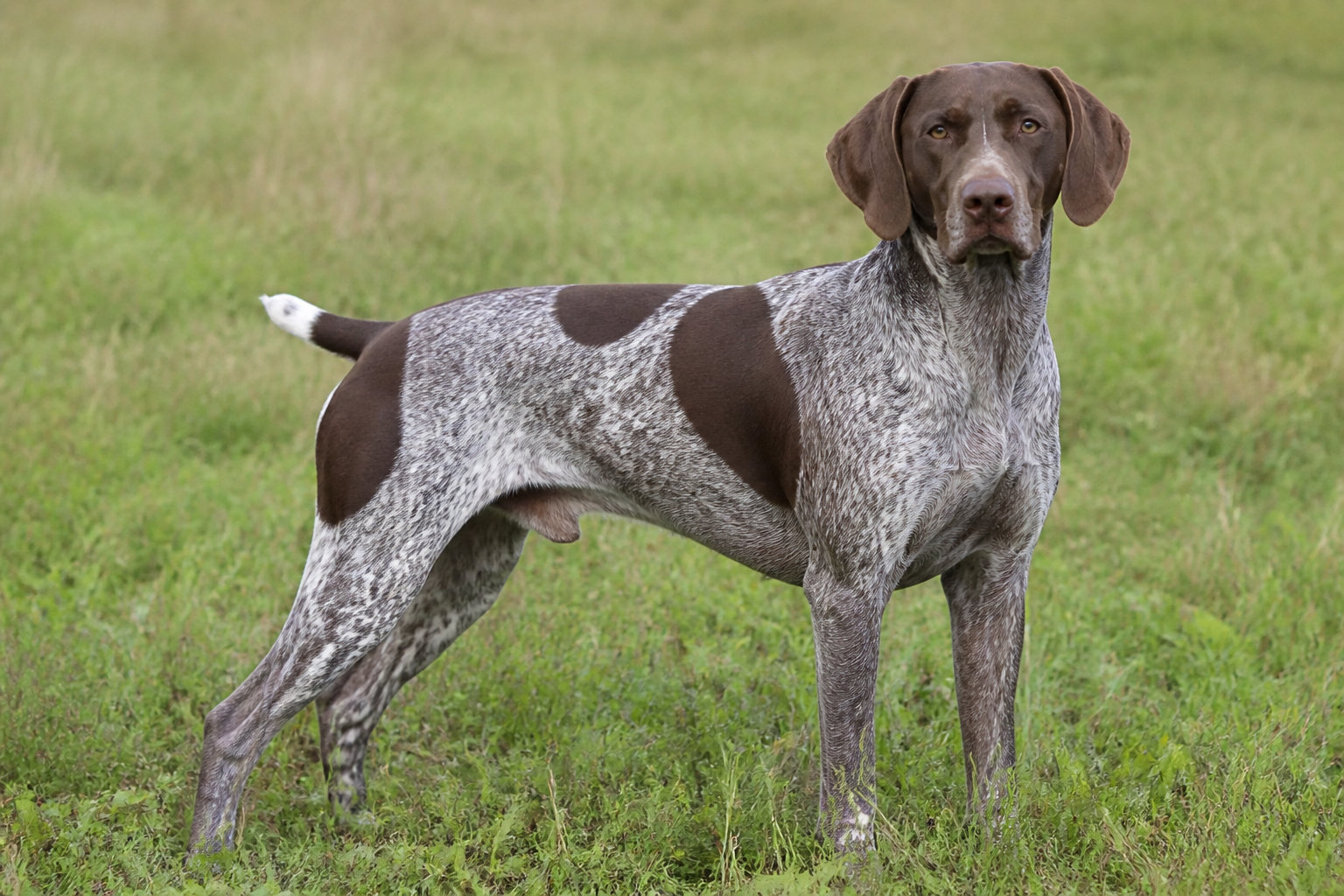 Panorama des races de chiens de chasse d'arrêt, sentinelles de la plaine