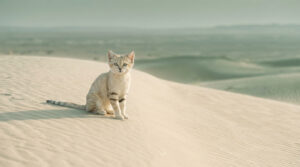 Un chat des sables assis sur une dune de sable doré dans un vaste désert sous un ciel brumeux.