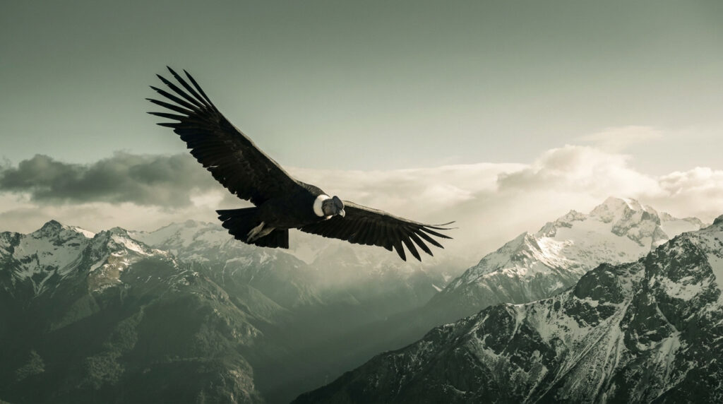 Un grand condor des Andes aux ailes déployées survolant des sommets enneigés sous un ciel nuageux.