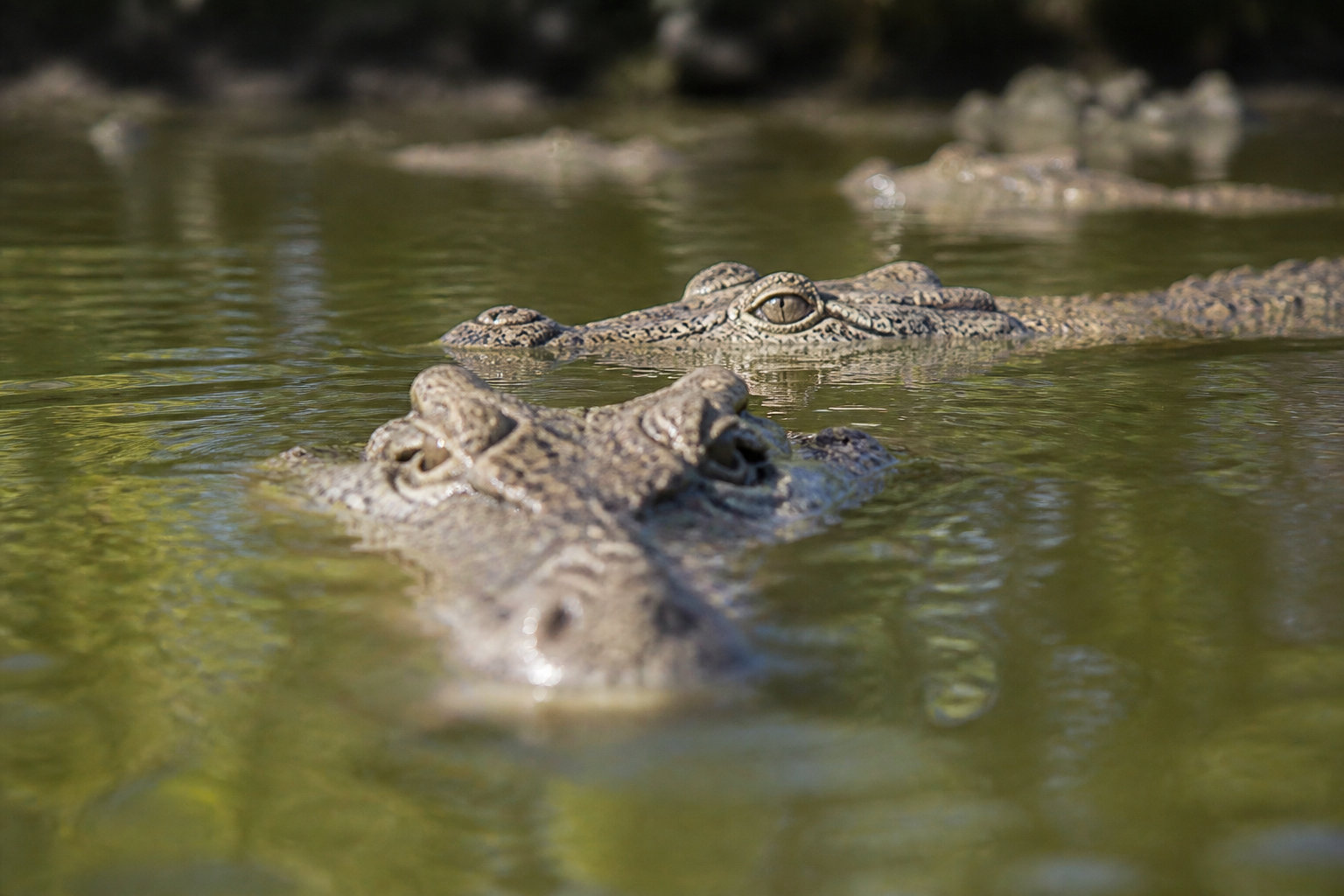 Mythes et réalités sur les animaux dangereux du continent