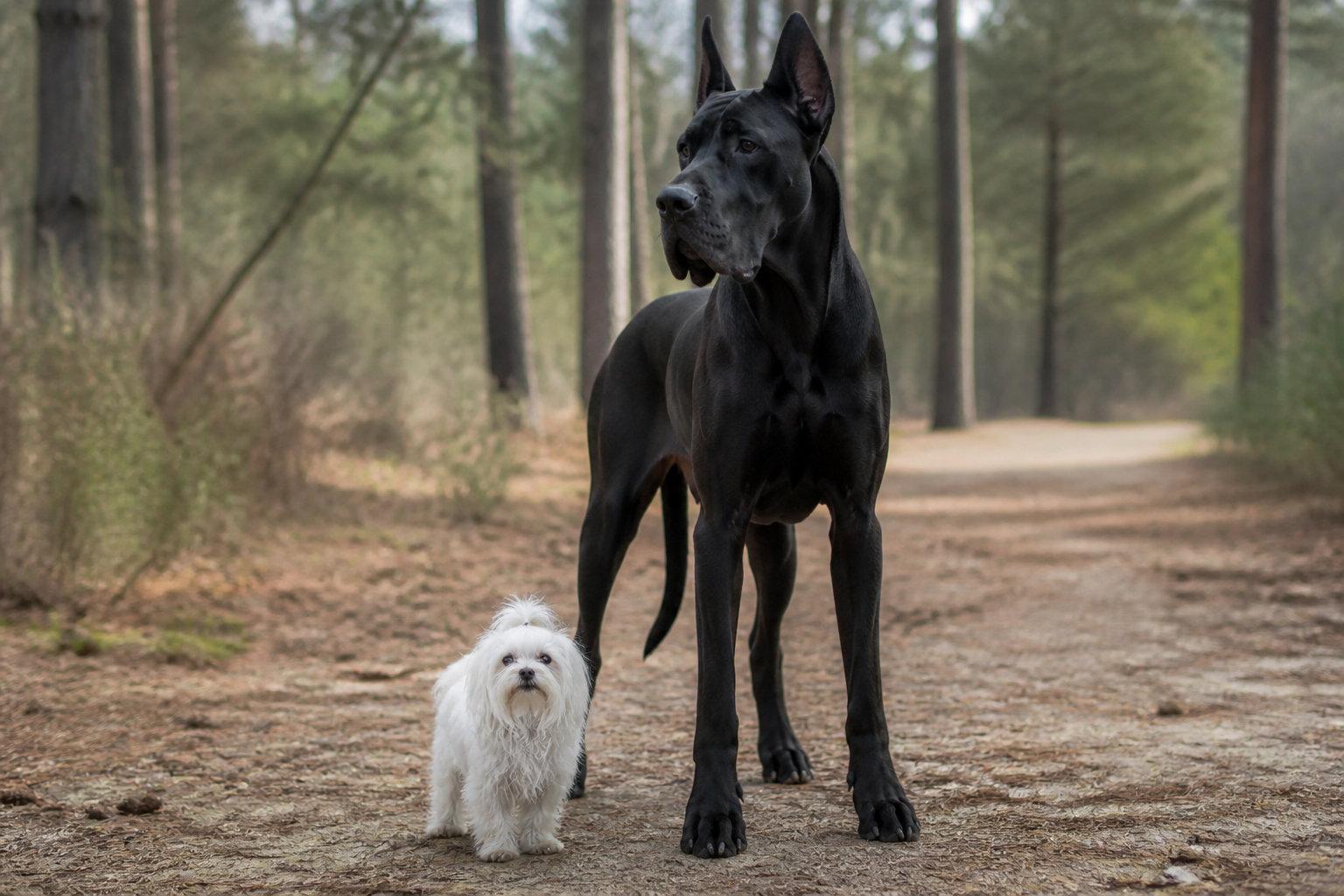 Harmoniser le nom avec l'allure et le caractère de l'animal