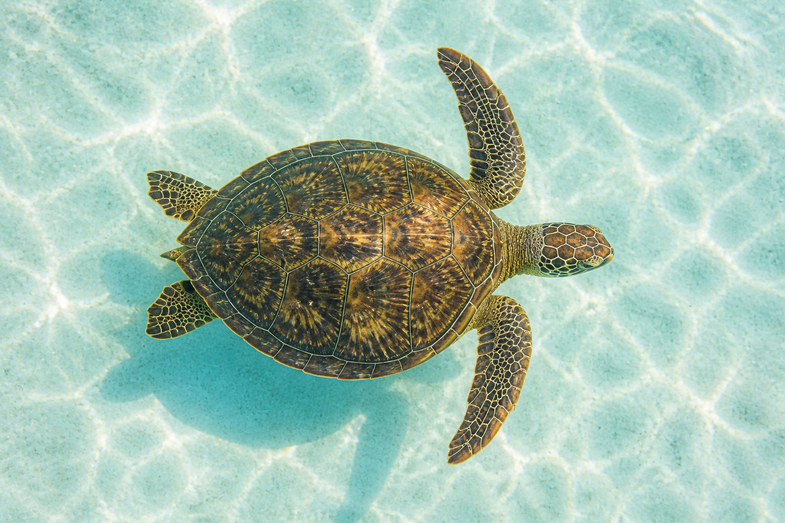 Rencontres avec les géants et curiosités des eaux australiennes