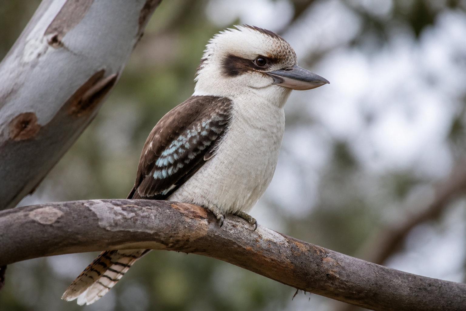 Diversité surprenante des oiseaux et reptiles du bush