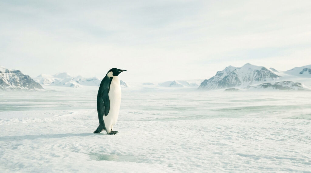 Un manchot empereur seul debout sur une vaste étendue de glace en Antarctique avec des montagnes enneigées en arrière.