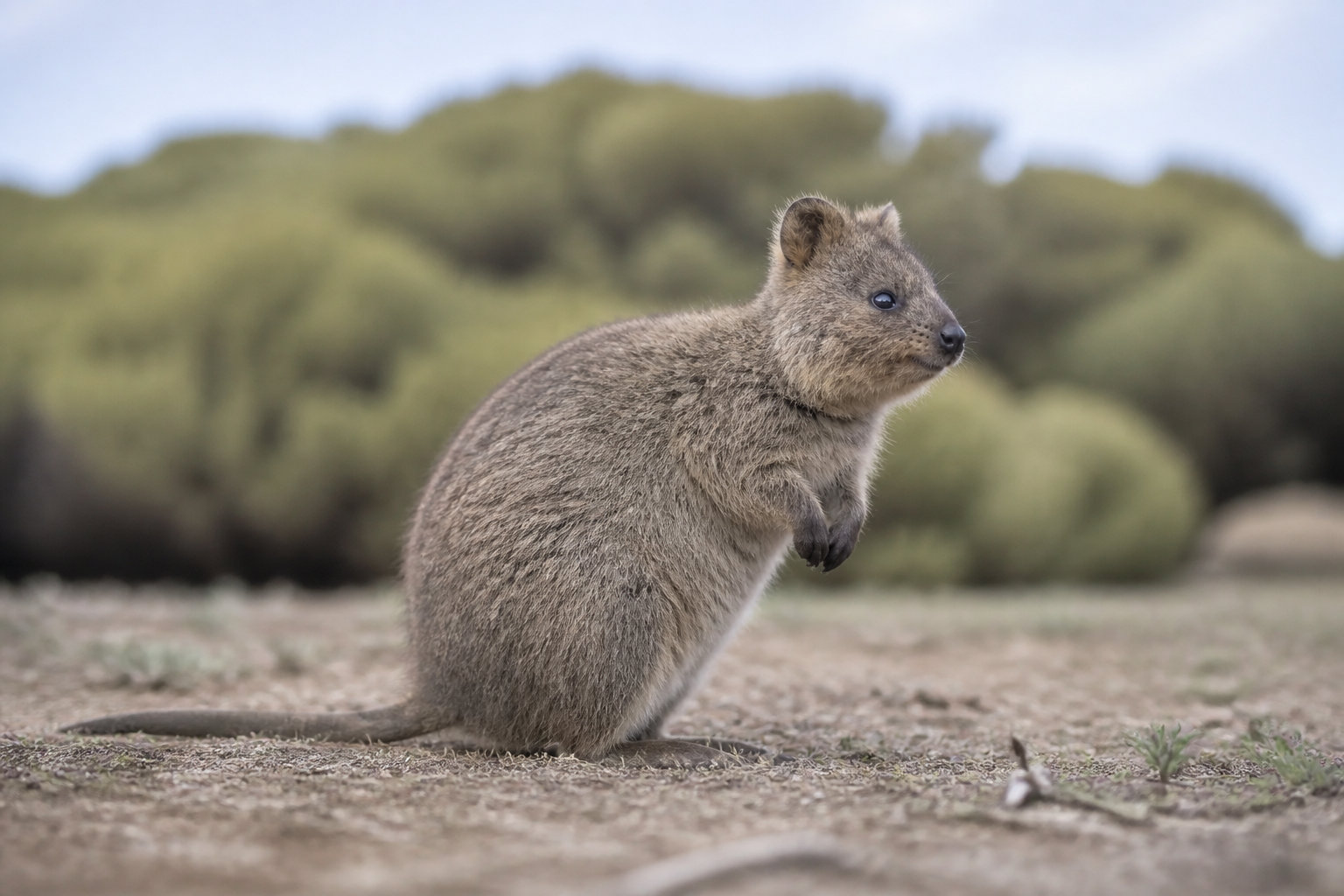 3 marsupiaux stars à ne pas manquer lors d'un séjour