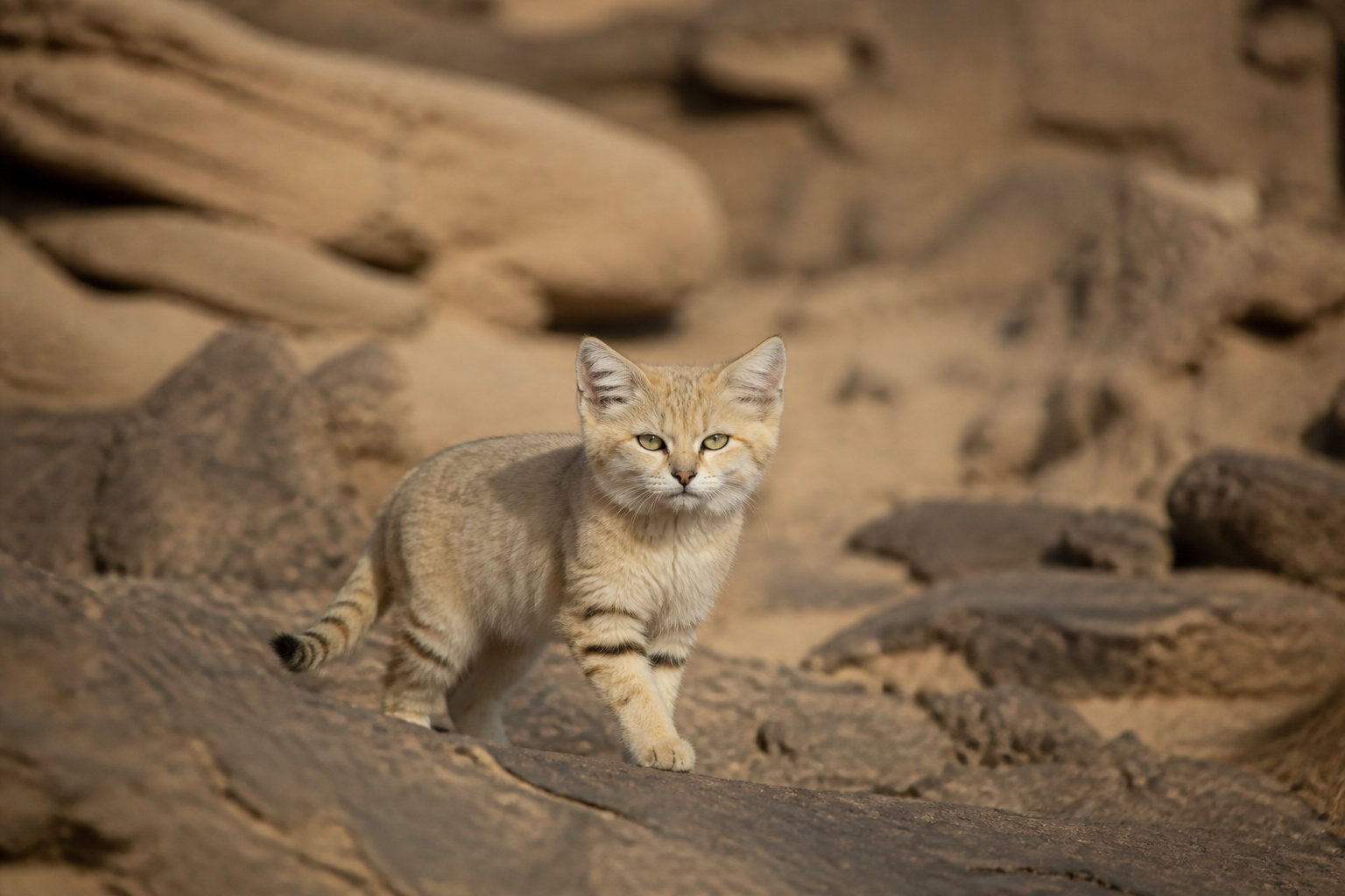 Entre protection sauvage et défis de la vie en captivité