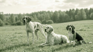 Trois chiens de chasse, un Pointer, un Setter et un Beagle, posant ensemble dans une prairie en plein air.