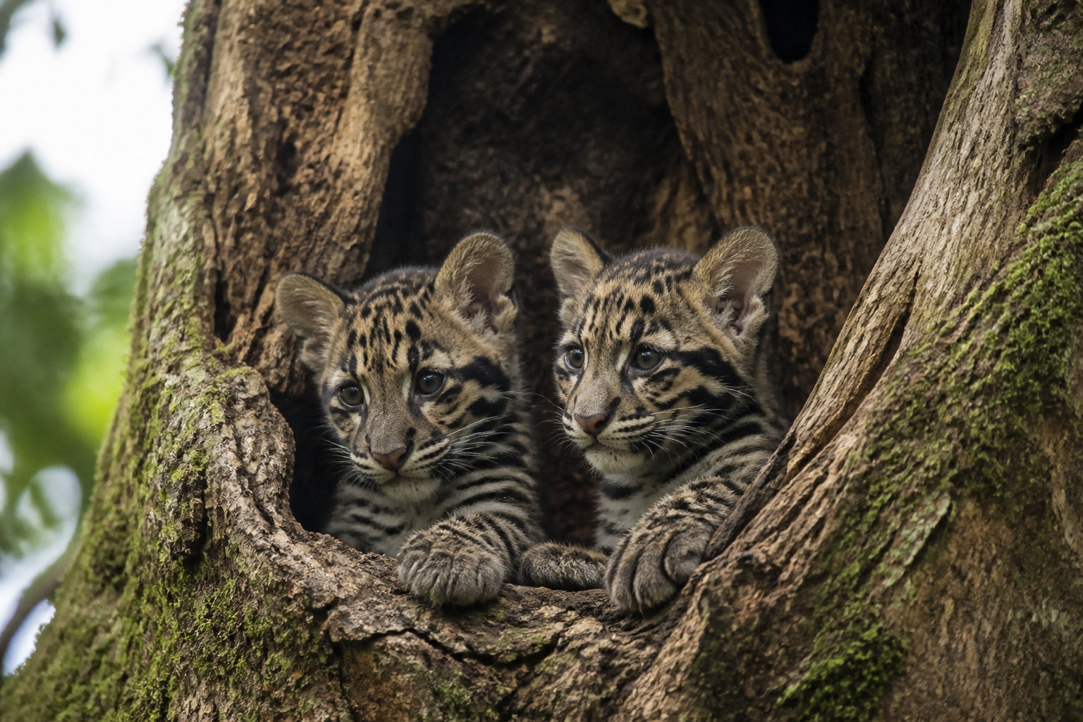 Éthologie et comportements secrets en milieu forestier