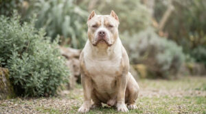 Un chien American Bully XXL au pelage crème et blanc assis dans un jardin, regardant fixement l'objectif.