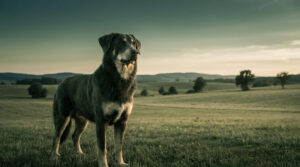 Un chien de race Beauceron debout dans un champ au coucher du soleil.