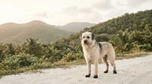 Un chien créole au pelage hirsute se tient debout sur un chemin de terre avec des collines tropicales en arrière-plan.