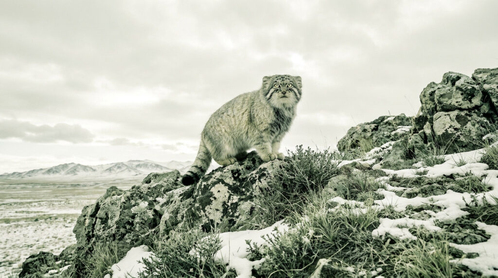 Un chat de Pallas au pelage épais perché sur un rocher enneigé dans un paysage montagneux.