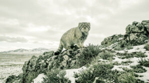 Un chat de Pallas au pelage épais perché sur un rocher enneigé dans un paysage montagneux.