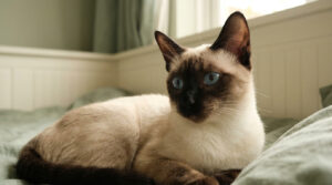 Un chat siamois au pelage clair et aux points foncés, allongé sur un lit avec des yeux bleu vif.
