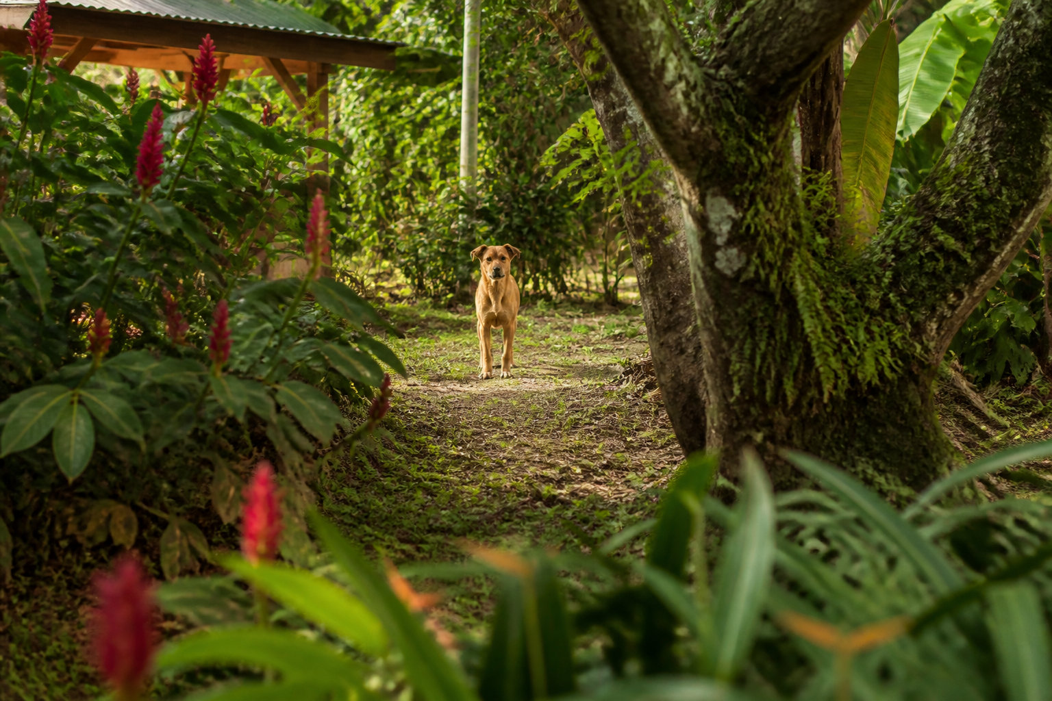 Pourquoi ce chien manifeste-t-il une méfiance naturelle ?