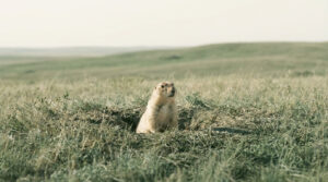 Un chien de prairie sortant de son terrier au milieu d'une vaste prairie herbeuse sous un ciel clair.