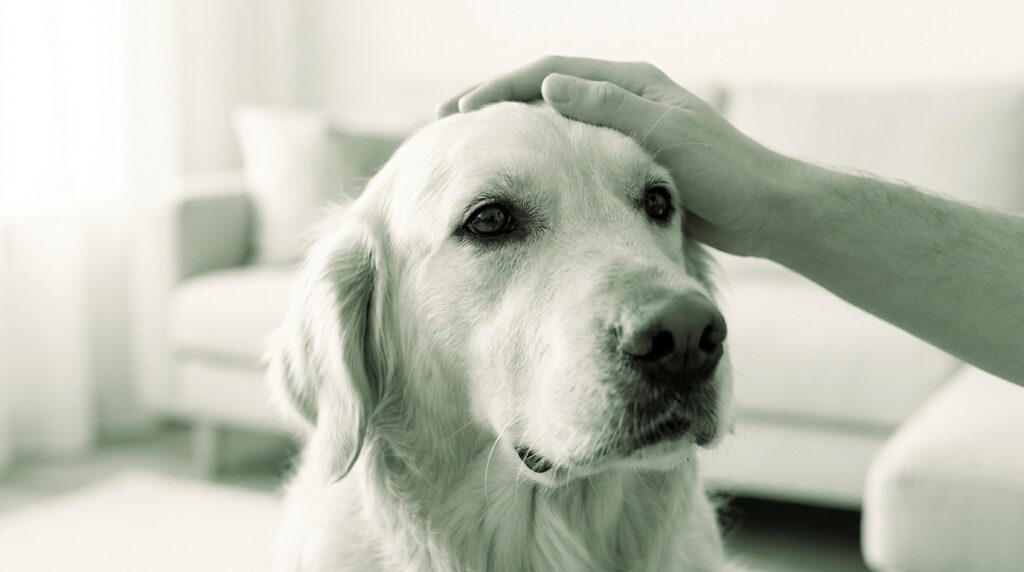 Une main caresse la tête d'un golden retriever dans un salon lumineux.