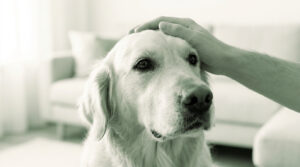 Une main caresse la tête d'un golden retriever dans un salon lumineux.