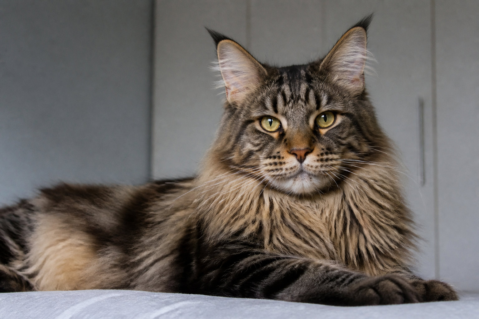 Rafraîchir un chat à poils longs : comprendre le rôle isolant de sa fourrure