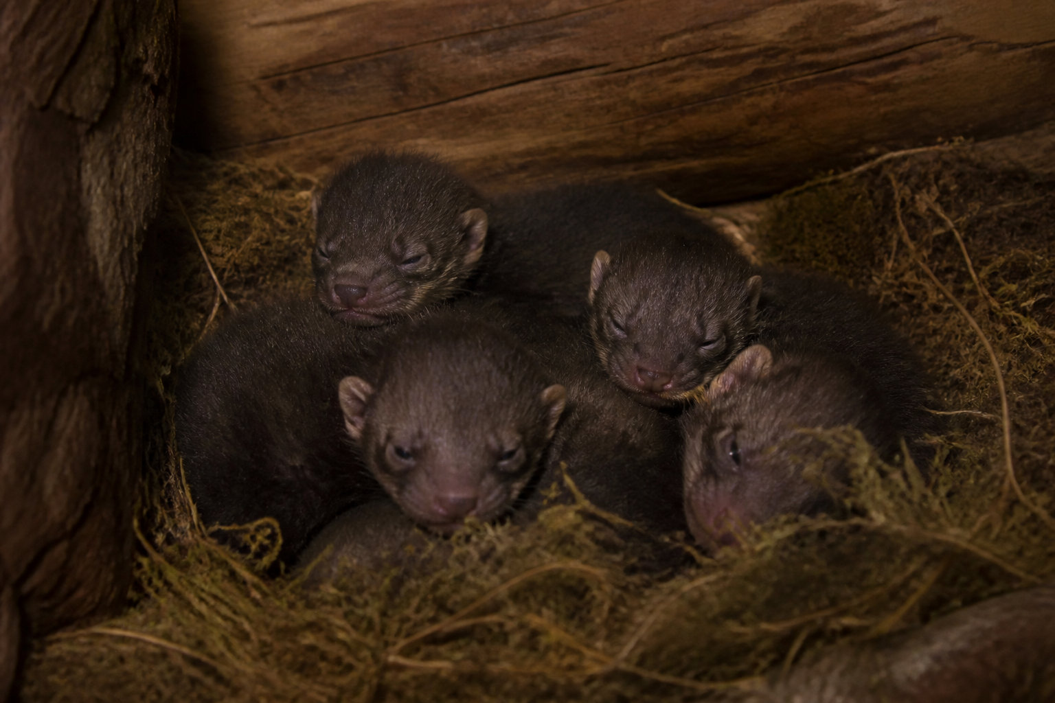 Biologie de la reproduction et cycle de vie
