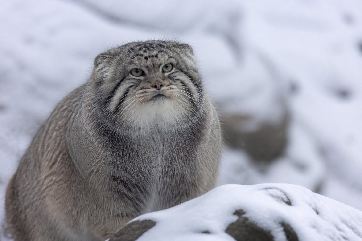 Caractéristiques physiques et adaptations morphologiques au froid
