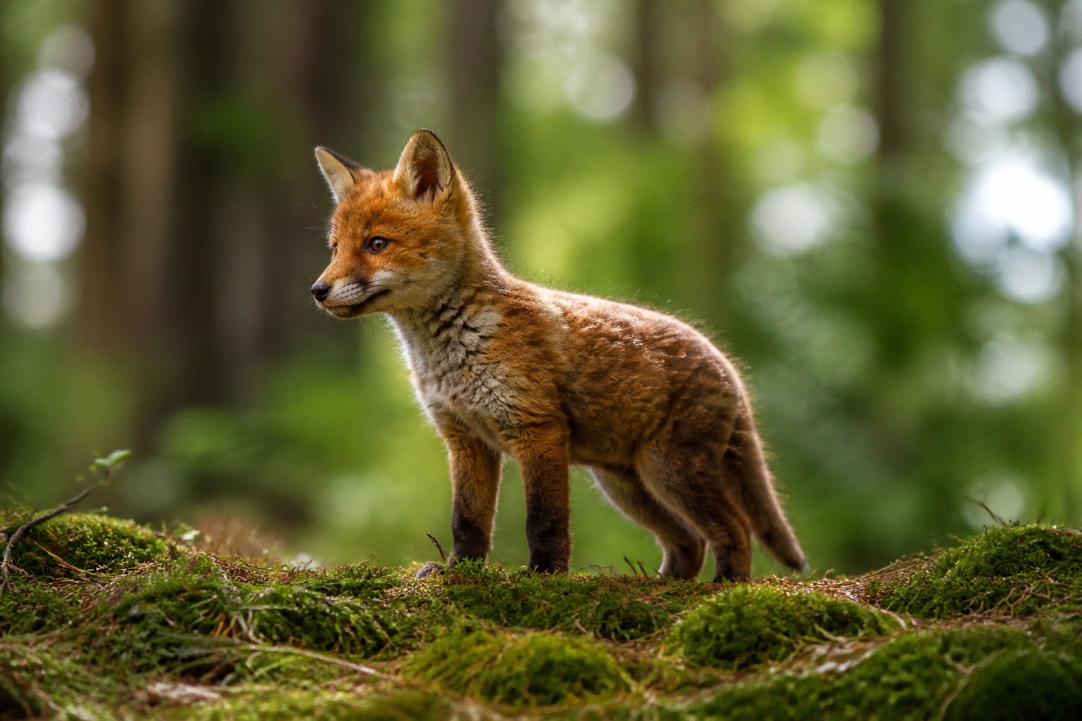 Prédateurs et petits mammifères nichés au cœur des bois