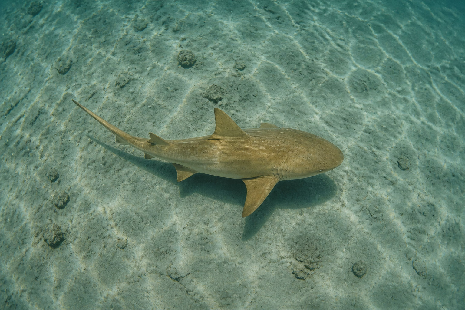 Portrait biologique du requin citron
