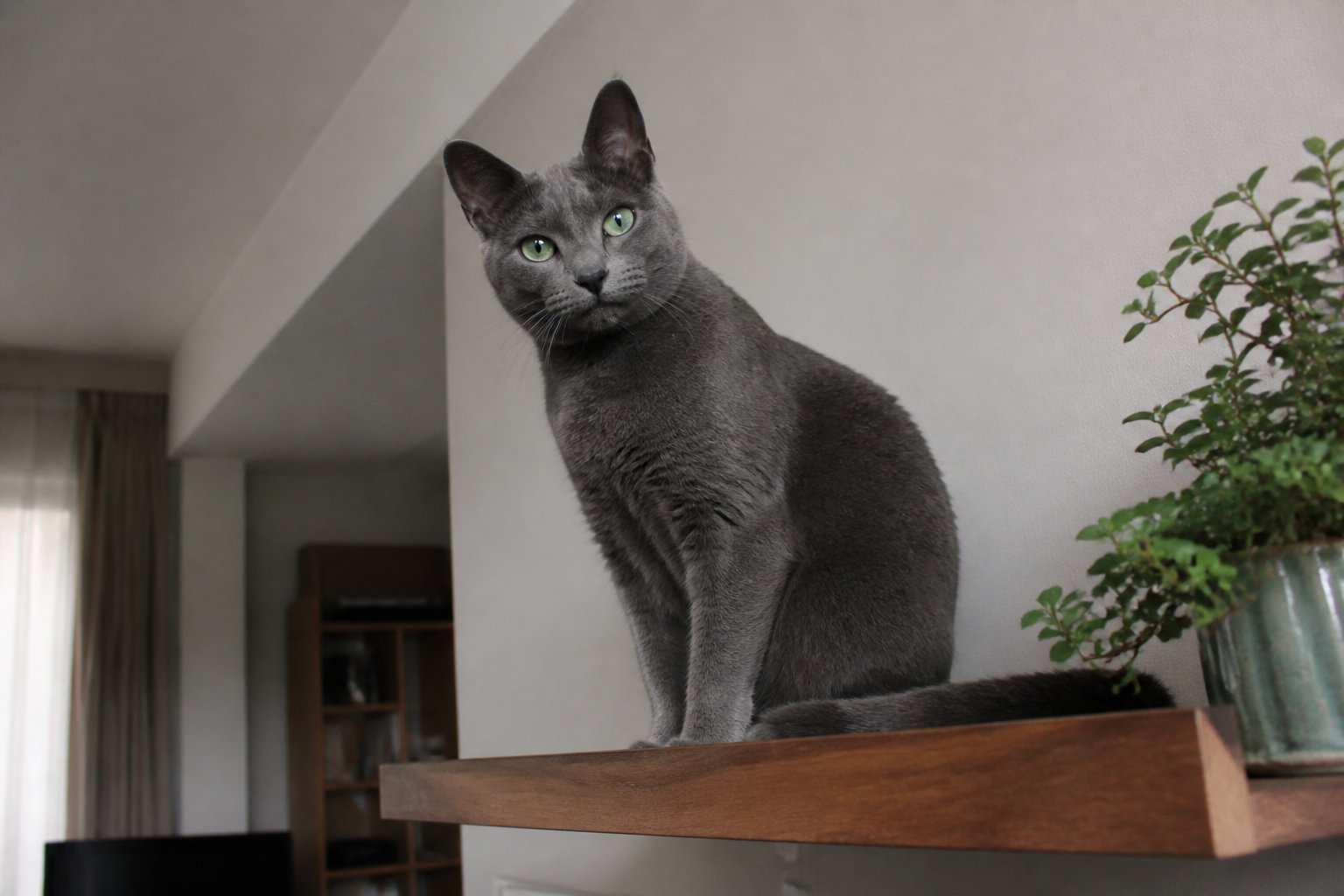 Le chat bleu russe est-il fait pour vous ?