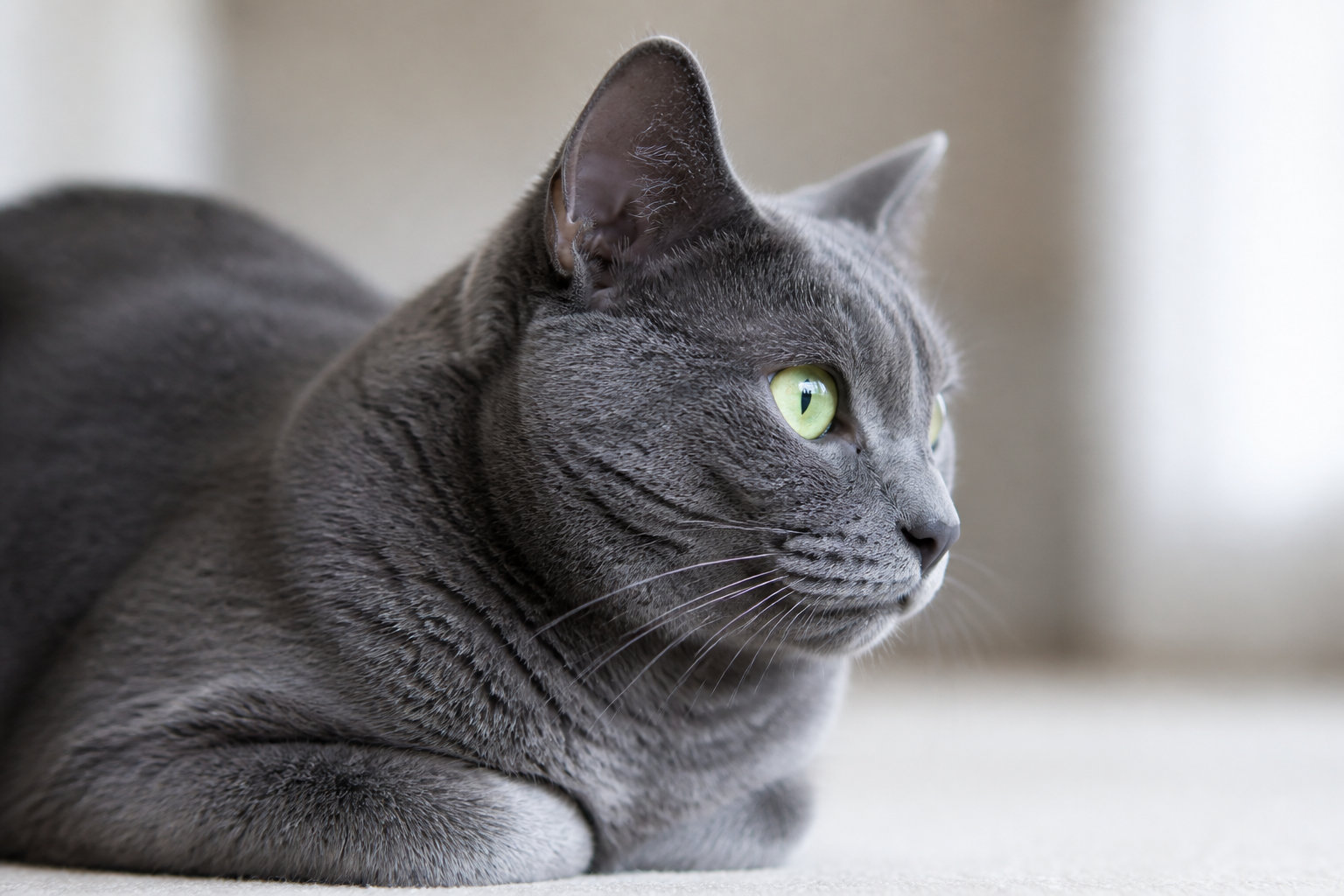 Origines et fiche d'identité du chat bleu russe