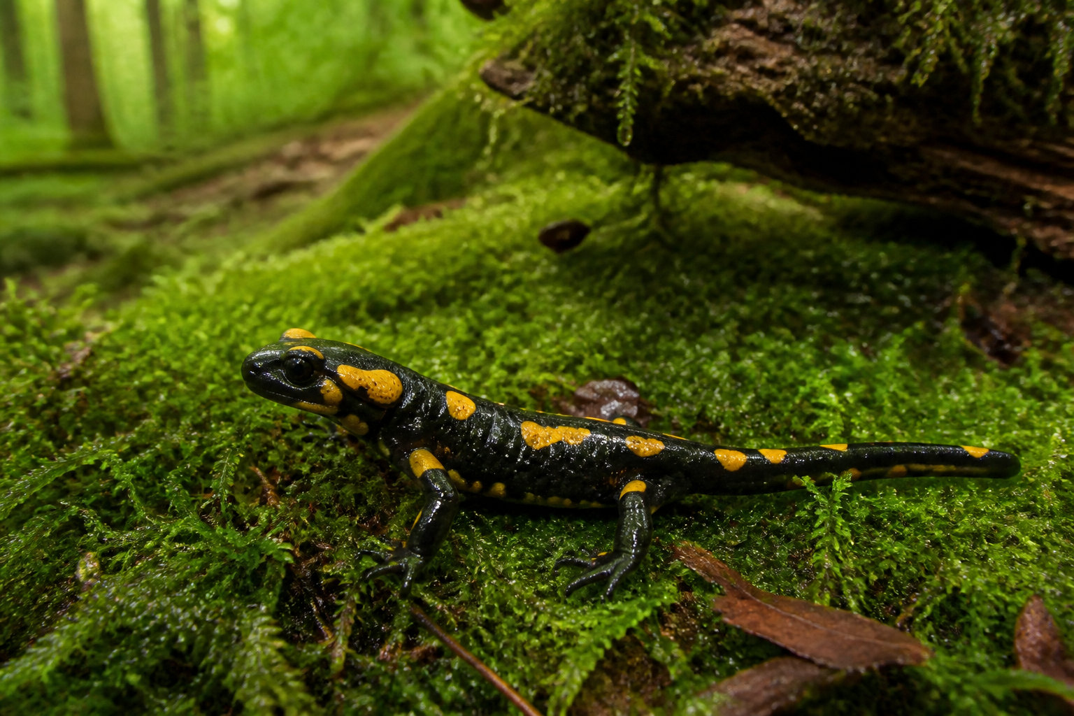 La biodiversité aérienne et les habitants discrets du sous-bois