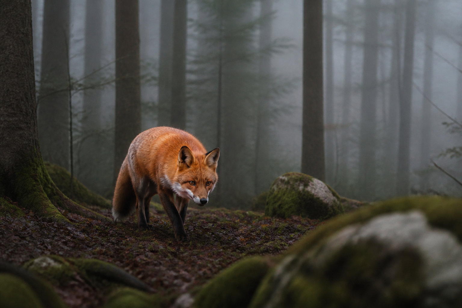 Distinction entre faune sauvage et animaux de compagnie
