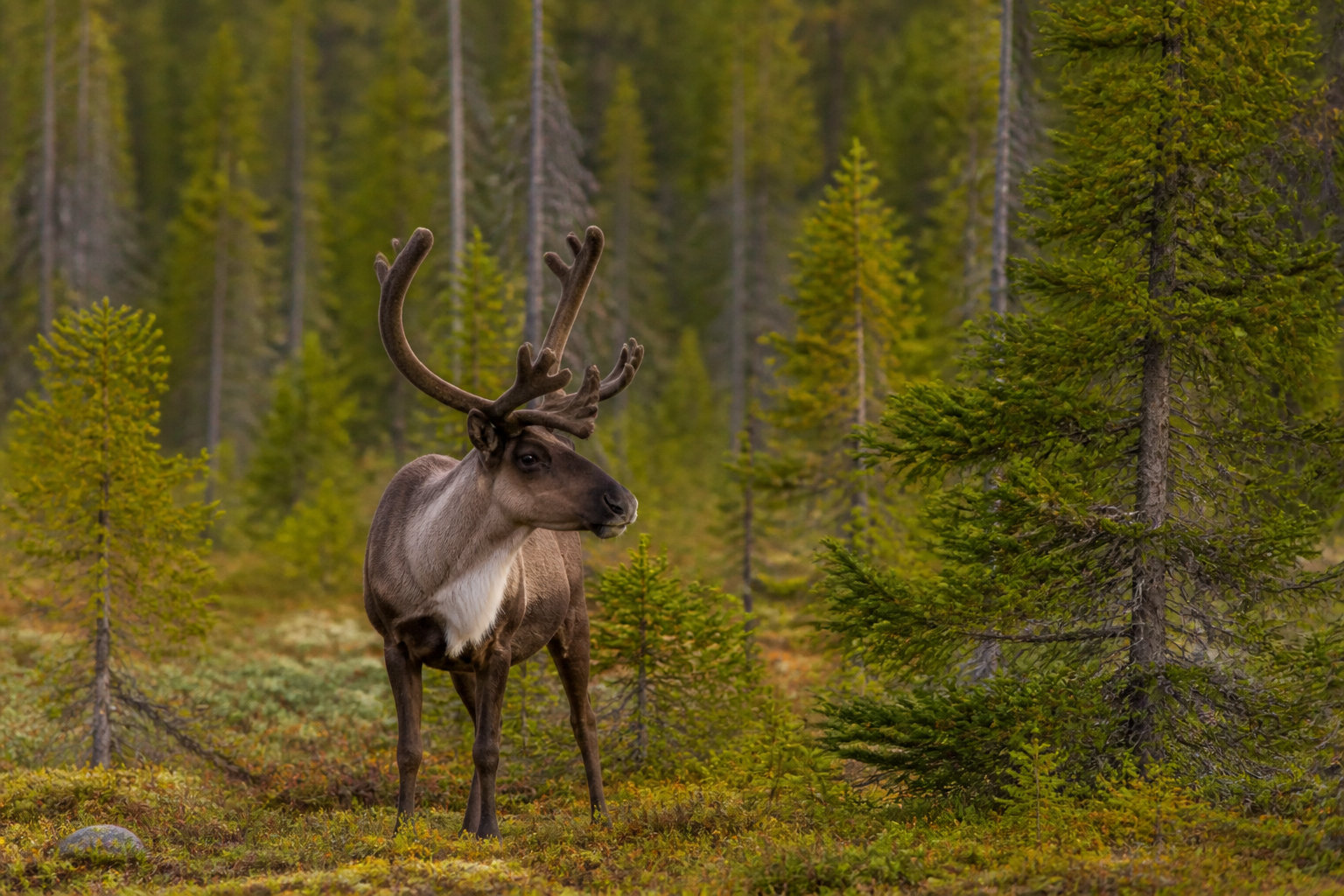 Trois types de hardes pour des habitats radicalement différents