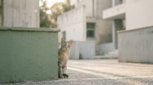 Un chat errant gris et beige observe prudemment depuis le coin d'un muret en béton dans un décor urbain.