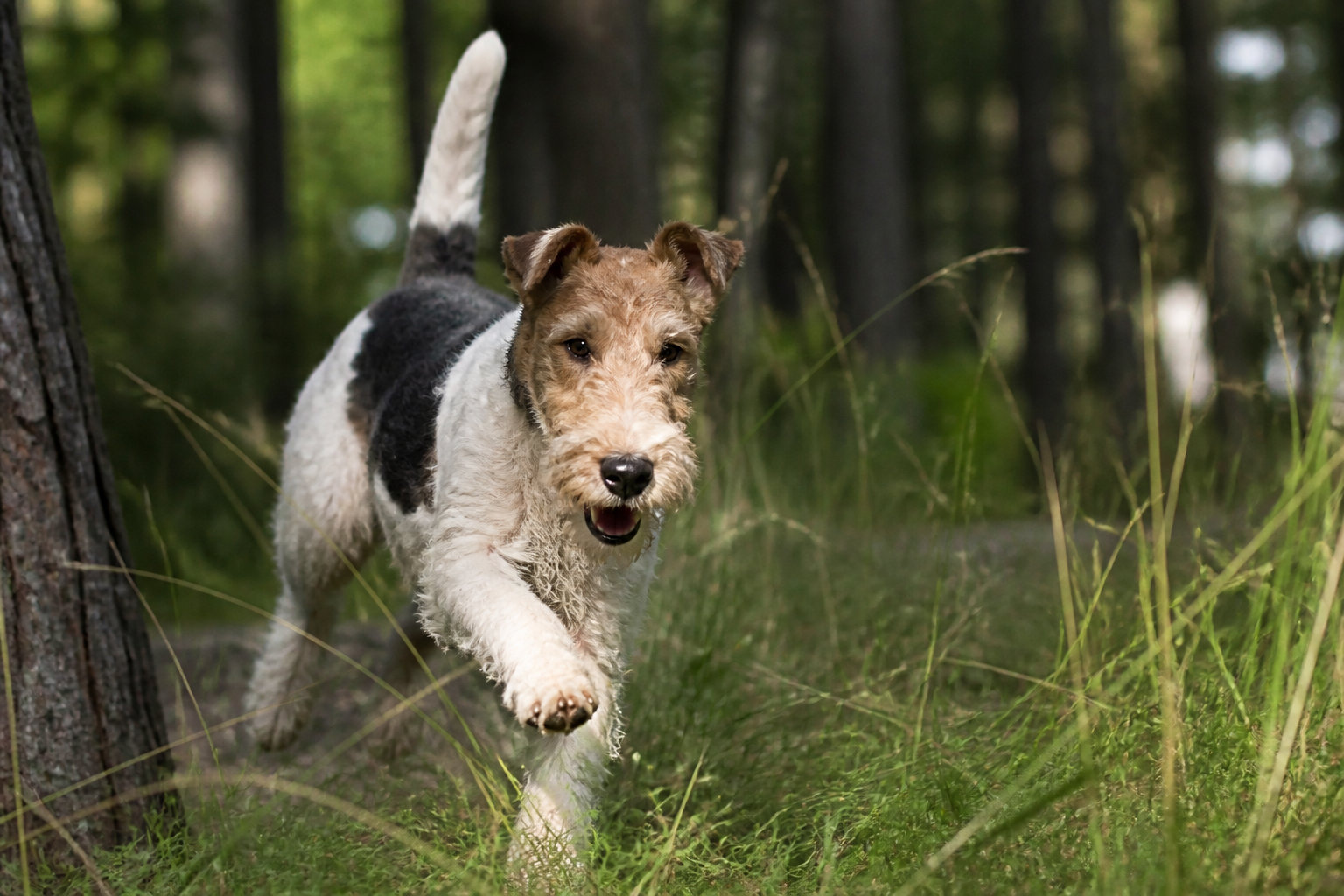 3 traits de caractère dominants chez ce petit terrier