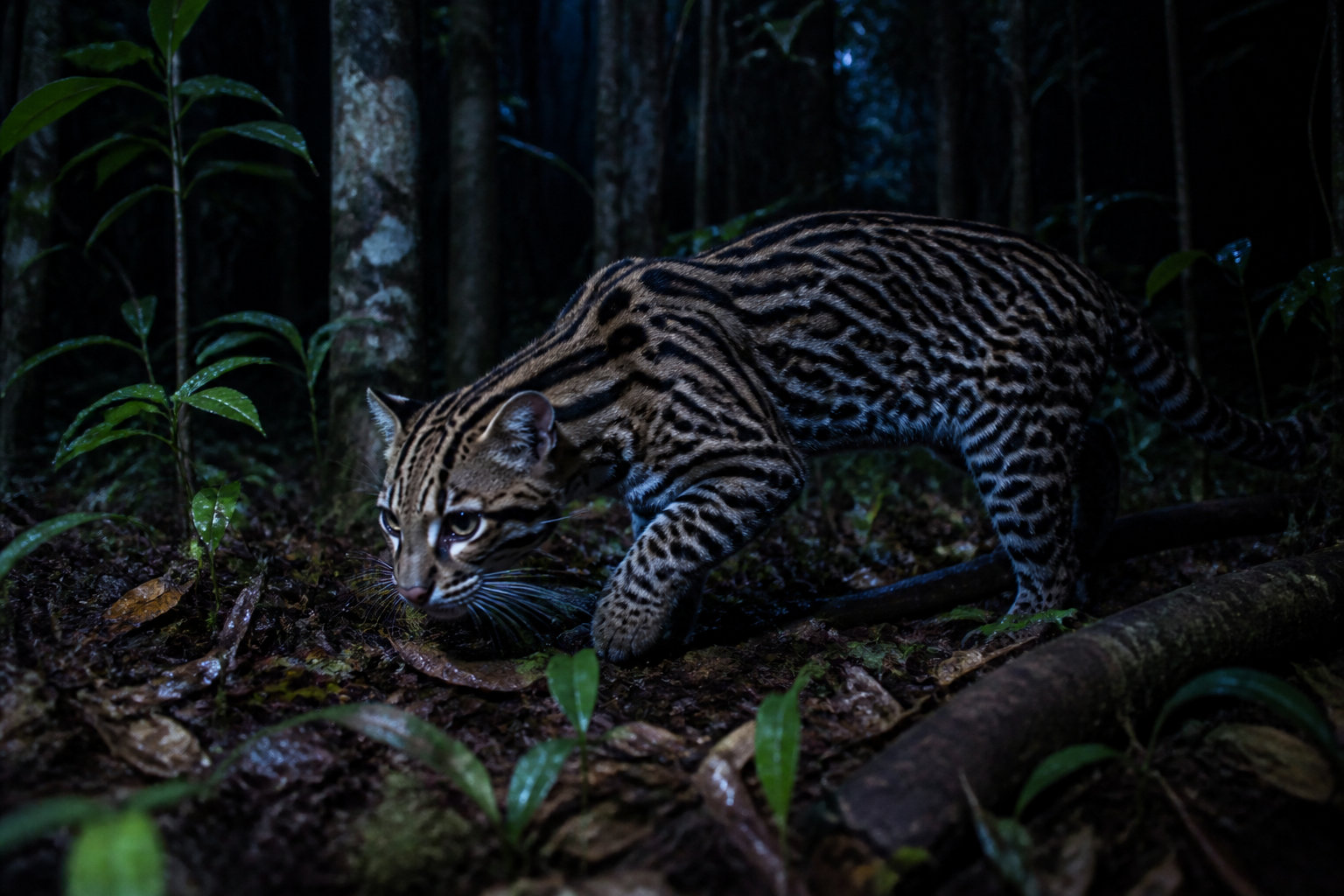 Morphologie et mœurs : les secrets d'un chasseur solitaire