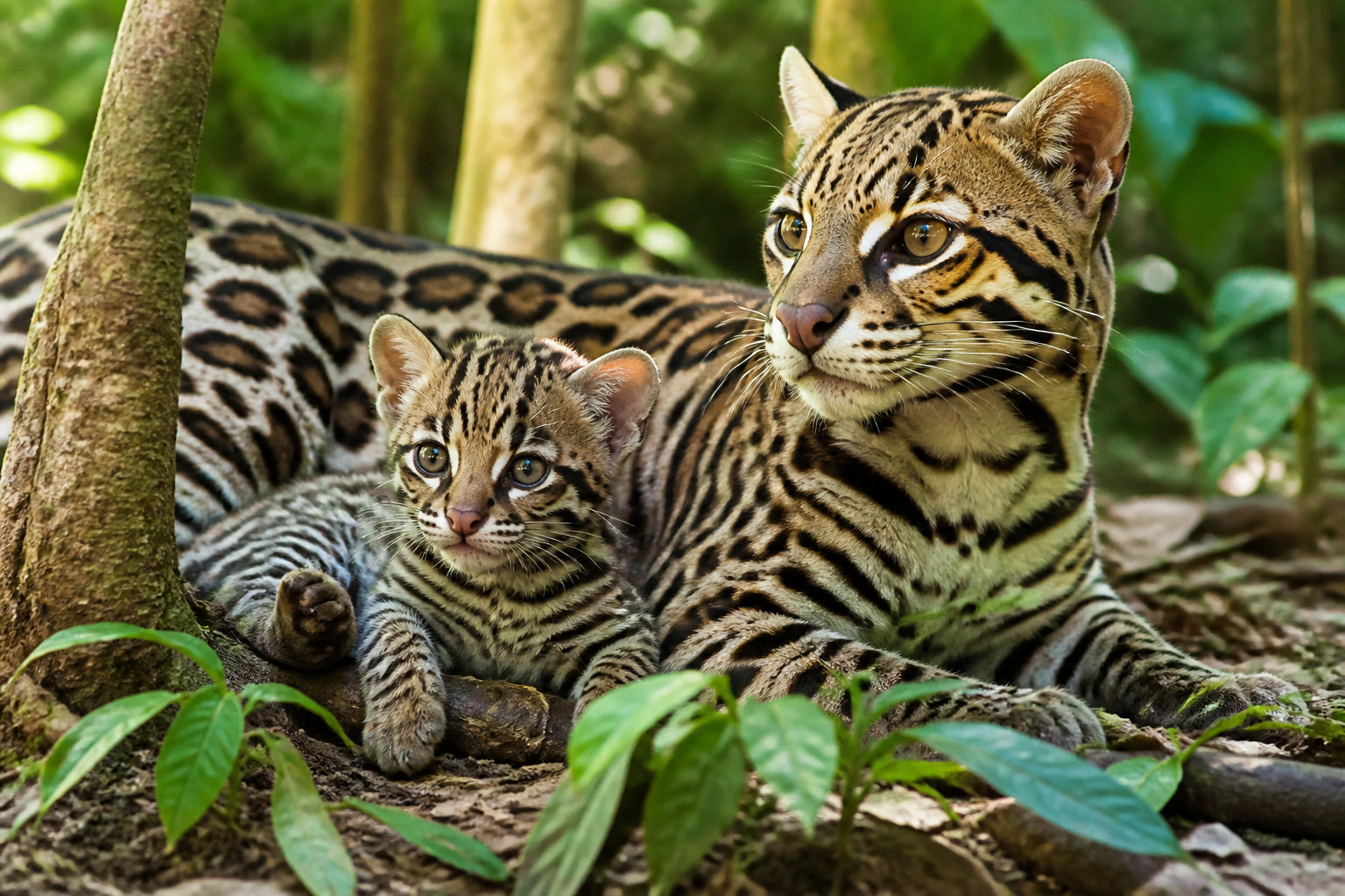 Héritage génétique et cycle de vie de Leopardus pardalis