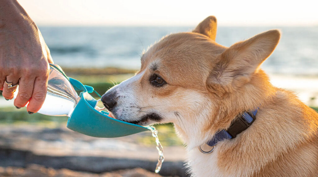 Chien sur une plage buvant de l'eau à travers d'une gourde pour chien en acier inoxydable.