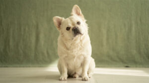 Un bouledogue français beige à poils longs, assis, regardant la caméra avec la tête penchée sur un fond vert olive.
