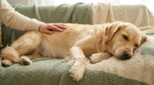 Une main caresse le dos d'une chienne golden retriever allongée paisiblement sur un canapé recouvert d'un plaid.